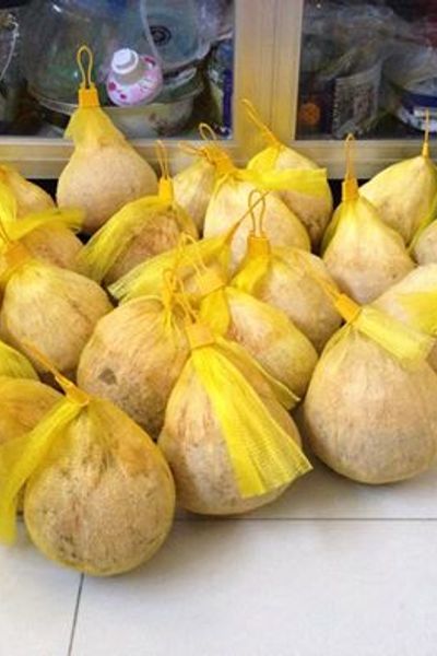 Dừa sáp đặc sản trà vinh