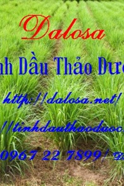 Tinh dầu khử mùi nhà vệ sinh wc toilet