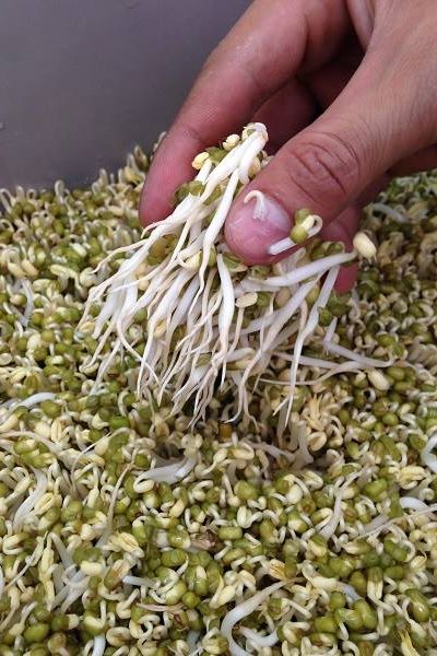 Thiết bị làm giá đỗ tự động gv 102 của tiến sĩ đỗ ngọc chung