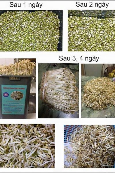 Thiết bị làm giá đỗ tự động gv 102 của tiến sĩ đỗ ngọc chung