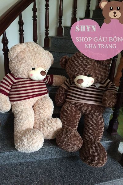 Gấu teddy