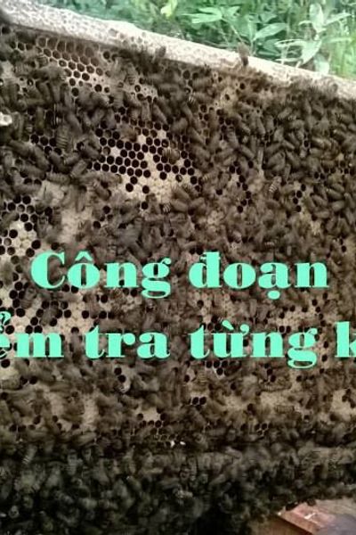 Mật ong nhà vườn nguyên chất